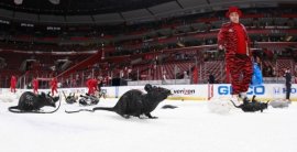 Florida Panthers (SITA)