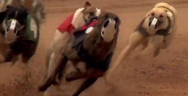 Greyhound racing – preteky chrtov