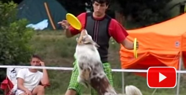 Begi a Darty – štvornohí kúzelníci v DogFrisbee